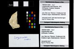 Foto (Objekt + Etikett) von Longodromites ovalis (Moericke, 1897)  (NHMW-GEO-1990-0041-2809)